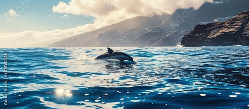 Whale watching with dolphin sighting off the coast of Tenerife. Creative Banner. Copyspace image