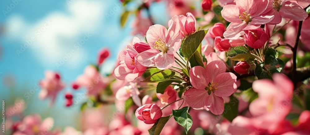 Pink flowers of blooming Apple tree in spring against blue sky on a Sunny day close up macro in nature outdoors. Creative Banner. Copyspace image Pink flowers of blooming Apple tree in spring against blue sky on a Sunny day close up macro in nature outdoors. Creative Banner. Copyspace image