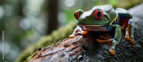 Red eyed frog Agalychnis callidryas sitting on a tree log close up Zoo laboratory terrarium zoology herpetology science education Wildlife of Neotropical rainforests. Creative Banner. Copyspace image photo