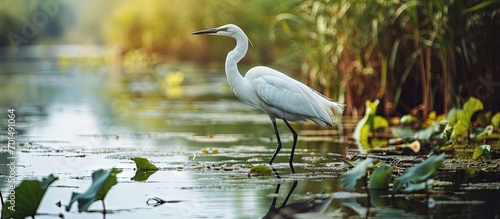 Wild life birds photography a majestic white bird soaring over a serene body of water showcasing the beauty of nature s diverse ecosystem in Danube Delta Romania. Creative Banner. Copyspace image photo