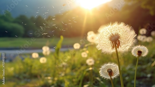 Dandelion Meadow. White dandelions illuminated by the evening sun  blurred background  Sunset or sunrise.