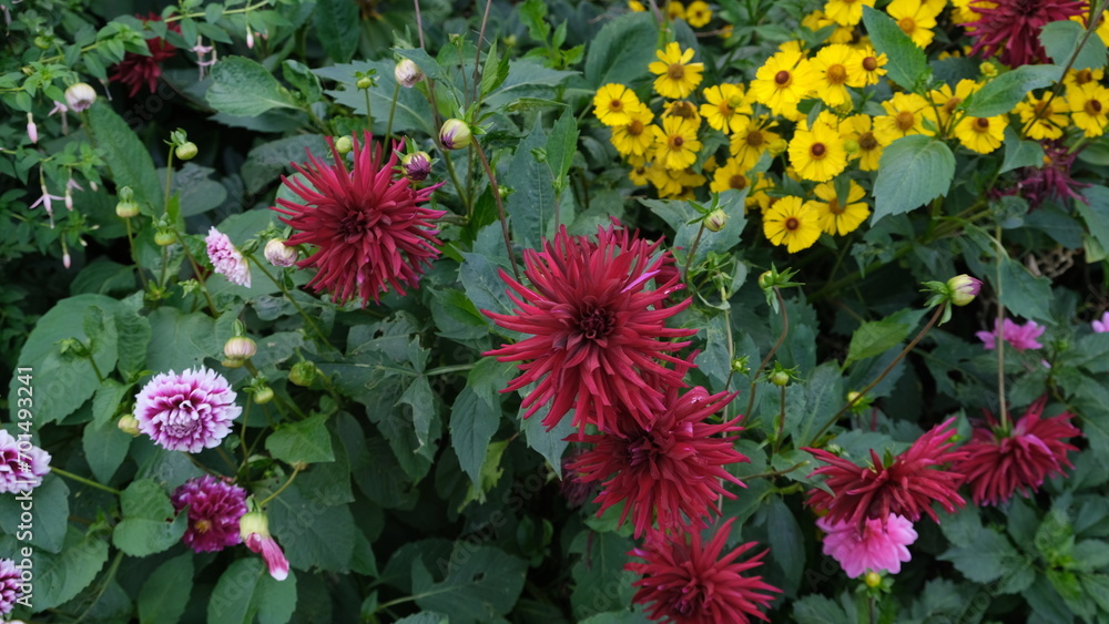 Dahlia is a member of the Compositae  family of dicotyledonous plants, blooming in a parc UK