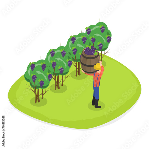 3D Isometric Flat Vector Illustration of Vineyard Harvesting, Grape Selection and Cultivation, Wine Production. Item 1