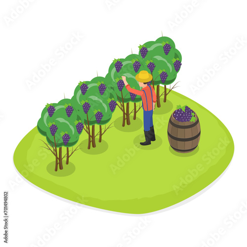 3D Isometric Flat Vector Illustration of Vineyard Harvesting, Grape Selection and Cultivation, Wine Production. Item 2