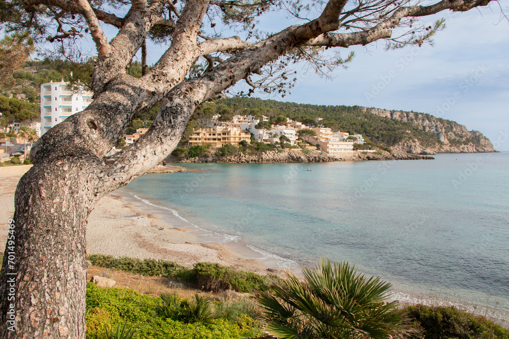 Image of San Telmo beach, near Andratx on the island of Majorca, Spain, without people with a pine tree in the foreground framing the landscape