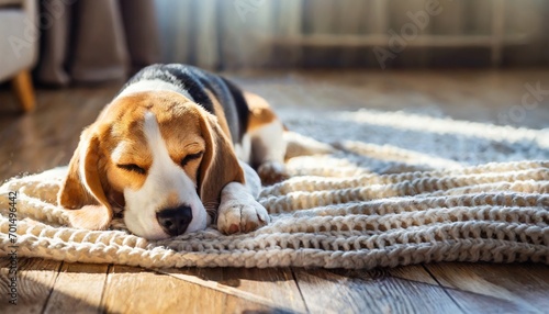 Young beagle puppy dog sleeping on knitted blanket photo