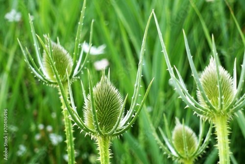 Thistle flower: Close up shot of a green thistle plant