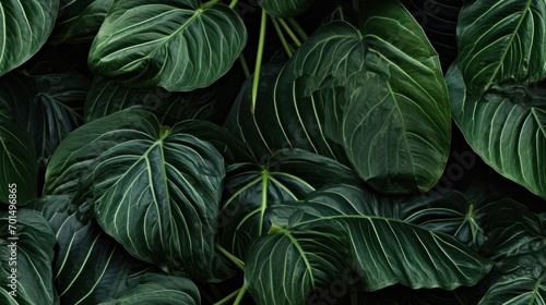  a close up of a green leafy plant with lots of dark green leaves on the top of the plant. © Anna