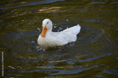 cigno bianco tra le gocce dell' acqua 