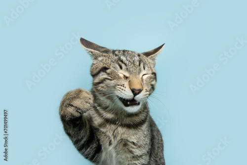 Funny portrait playful pet cat with closed eyes and showing its paw. Isolated on blue pastel background