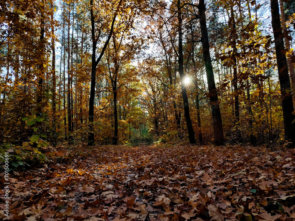 Obraz premium autumn forest postcard horizontal