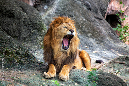 Fototapeta Naklejka Na Ścianę i Meble -  African Lion (Panthera leo) In The Wild