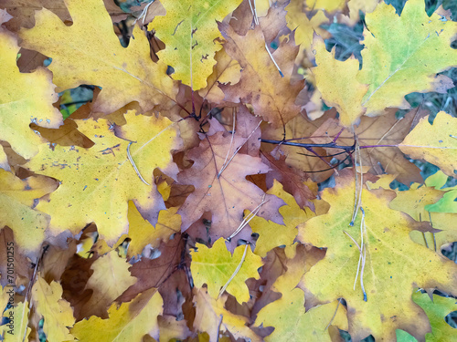 close-up of autumn leaves horizontally