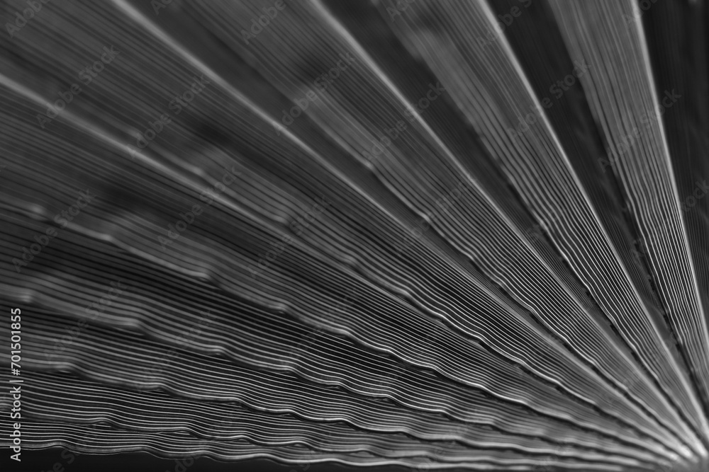 Obraz premium Abstract background of shadows palm leaf. White and Black. Tropical Palm leaf nature background. Black and white tone. Striped of palm leaf. Abstract line of nature background. Turkey