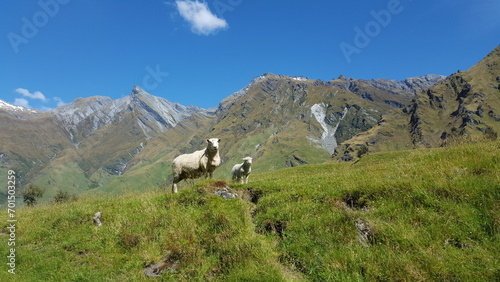 New zealand two sheeps in green gras in front of mountains © LetsSeeGoodWaves