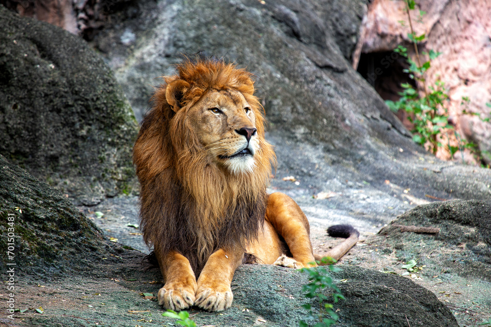 Obraz premium African Lion (Panthera leo) In The Wild