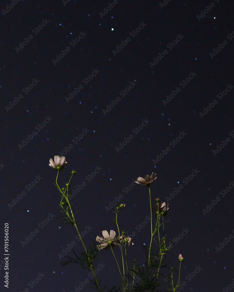 Cosmos flowers and stars at night