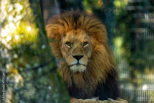 Fototapeta Naklejka Na Ścianę i Meble -  African Lion (Panthera leo) In The Wild