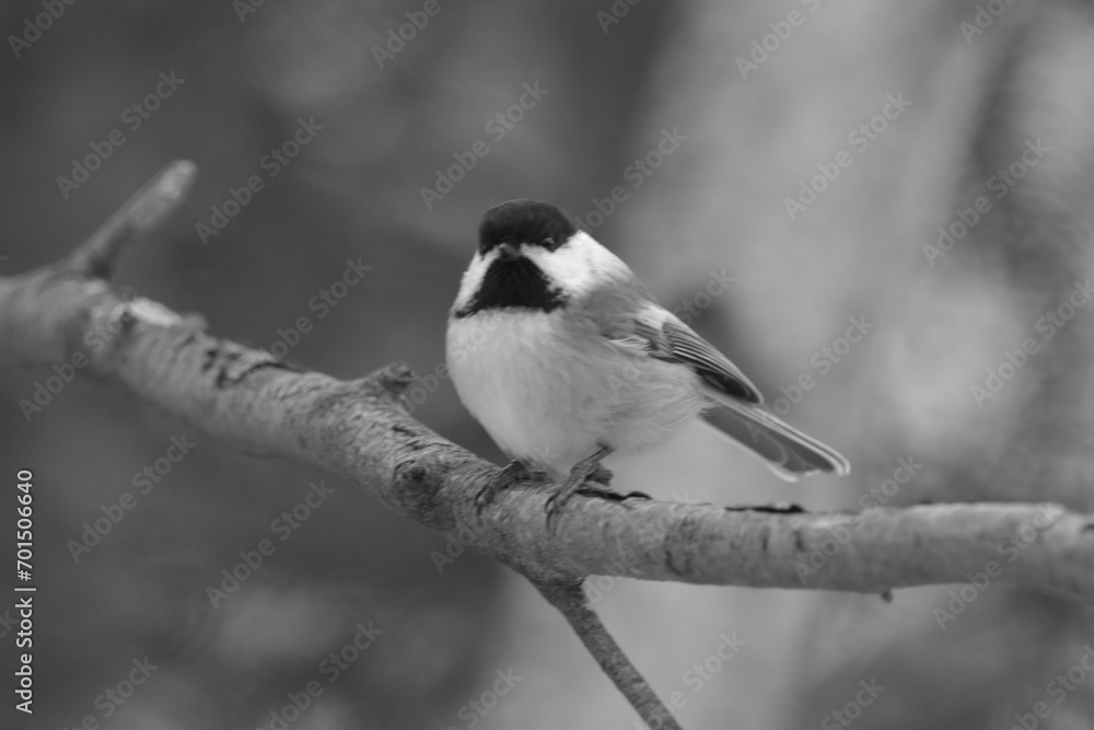 La Plaine 1 Janvier 2024 - N&B