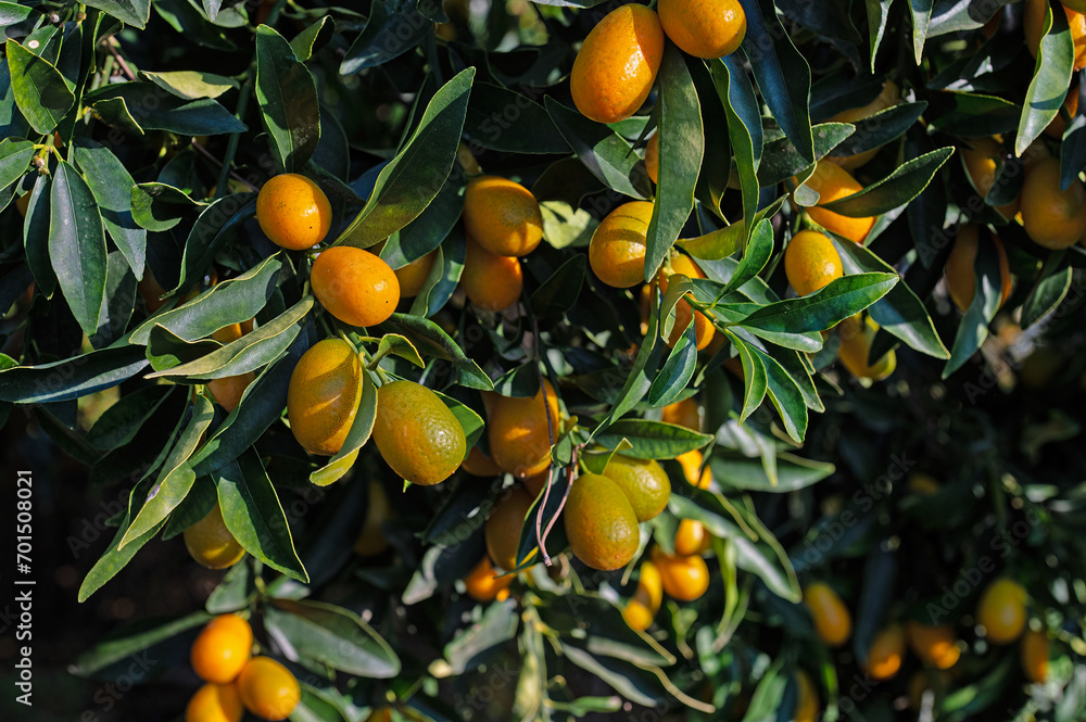 Mini kumquat plant and its fruits. In Turkish it is called Kumquat or Kamkat or Kumquat. Indoor plants.