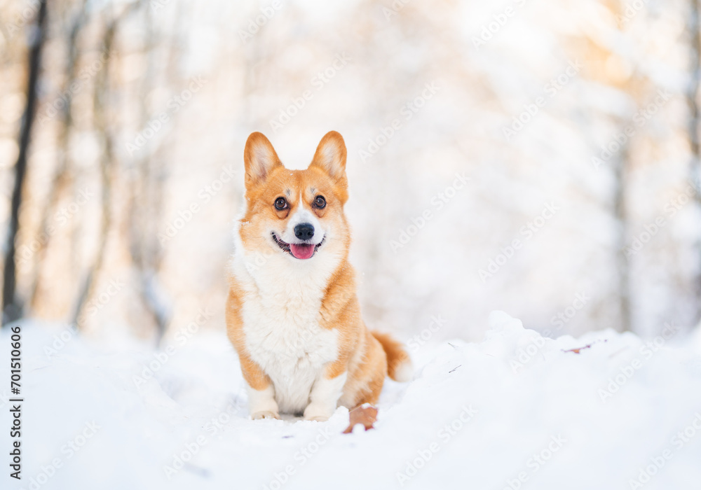 welsh corgi Pembroke dog paws on the snow care