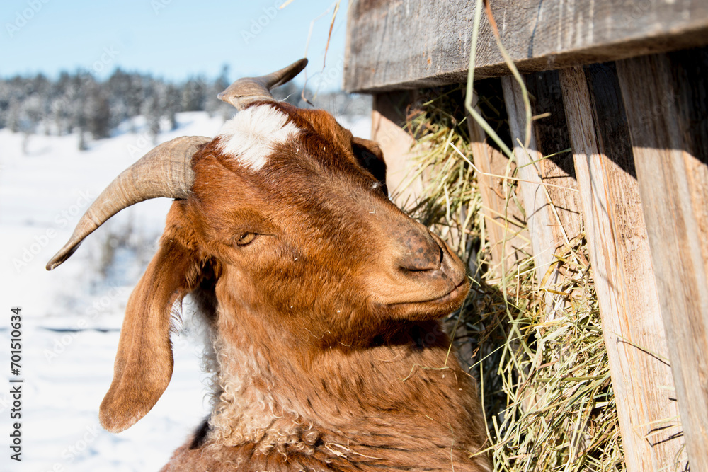 Fototapeta premium Goat on the farm