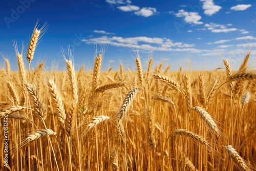 Abundant Harvest  Lush Wheat Field Symbolizing Rural Wealth and Prosperity in Harvest Season