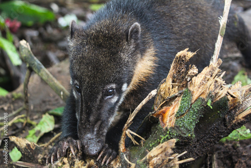 Fototapet coati nasua in the amazon jungle in ecuador