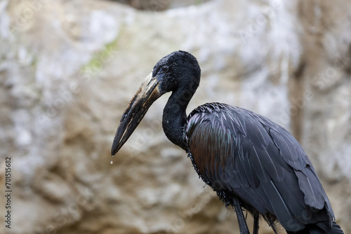 Close-up view of an African openbill stork foraging for food. photo
