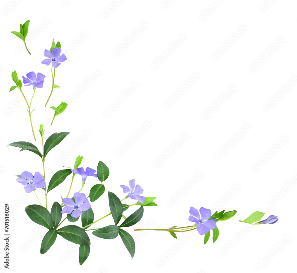 Delicate blue periwinkle flowers in a floral corner arrangement  isolated on transparent background.