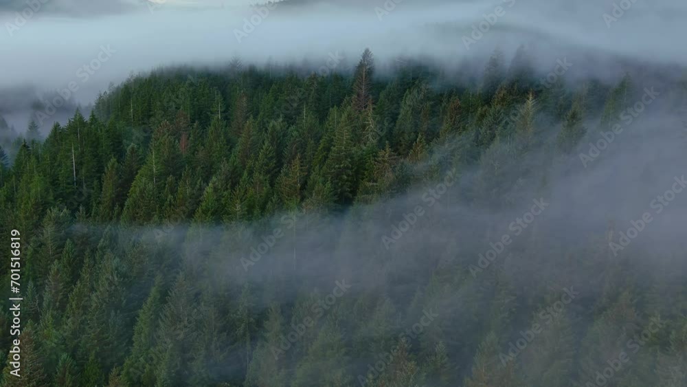 Valley by Mountains and Green Trees covered in fog. Canadian Landscape Nature Aerial Background. Vancouver Island, British Columbia, Canada. Valley by Mountains and Green Trees covered in fog. Canadian Landscape Nature Aerial Background. Vancouver Island, British Columbia, Canada.
