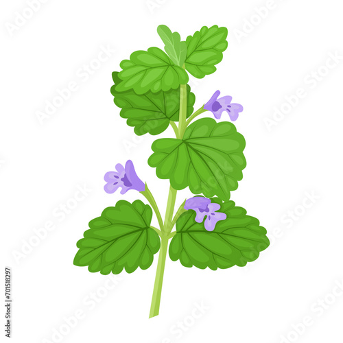 Vector illustration, Ivy budra plant, scientific name Glechoma Hederacea, isolated on white background.