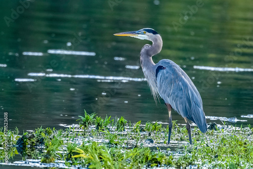Konstfotografi Great blue heron by water