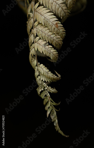 rope on a white background