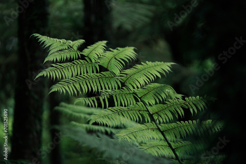 fern in the forest