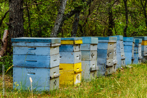 Bee hives in green forest. Beekeeping.