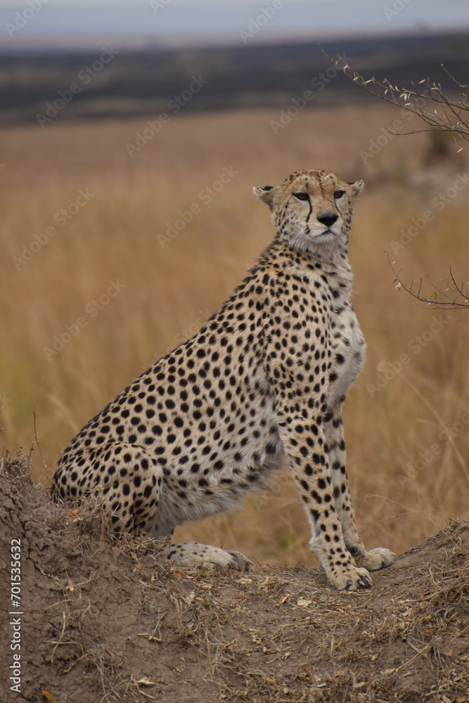 cheetah in the savannah - kenya cheetah in the savannah - kenya