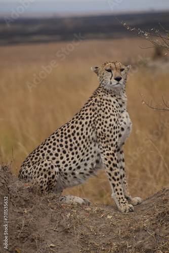 cheetah in the savannah - kenya