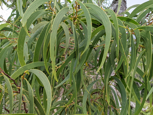 Close up of Koa Leafs
