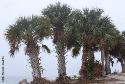 Palm Tree Lined Landscape Of Fred Howard Park In Tarpon Springs Florida. 