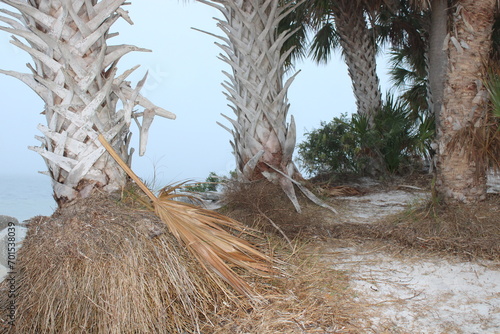 Palm Tree Lined Landscape Of Fred Howard Park In Tarpon Springs Florida.  photo