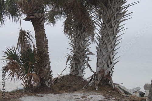 Palm Tree Lined Landscape Of Fred Howard Park In Tarpon Springs Florida. 