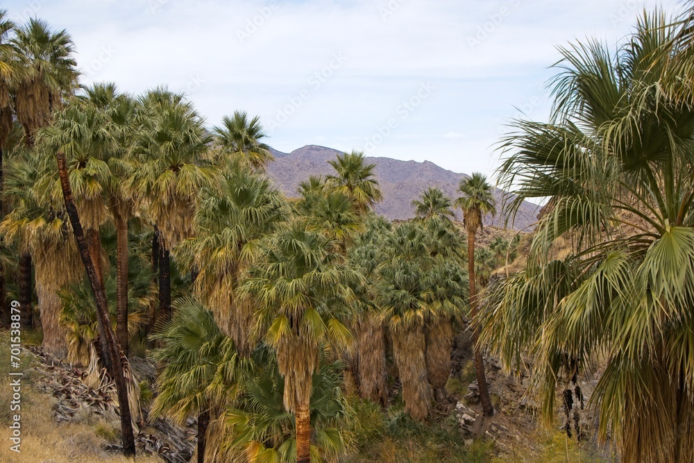 Although palm trees evoke thoughts of tropical islands and warm beaches, the California Fan Palm is actually native to streams in the harsh Sonoran Desert like these in the Colorado Desert to the east Although palm trees evoke thoughts of tropical islands and warm beaches, the California Fan Palm is actually native to streams in the harsh Sonoran Desert like these in the Colorado Desert to the east
