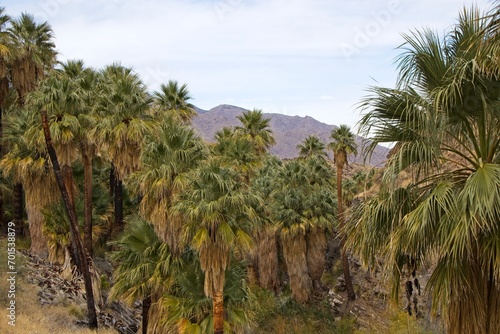 Although palm trees evoke thoughts of tropical islands and warm beaches  the California Fan Palm is actually native to streams in the harsh Sonoran Desert like these in the Colorado Desert to the east
