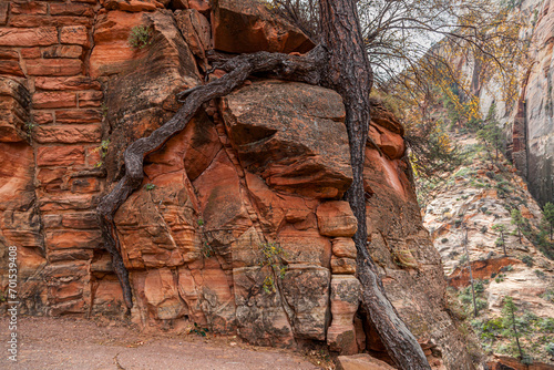 Rock Wall With Tree Roots