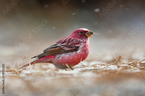 ローズピンクが美しい冬に山で出会えるとてもきれいな鳥オオマシコ © trogon