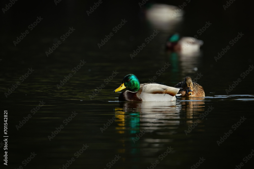 Obraz premium 冬に見られる渡り鳥、緑色に輝く頭が美しいマガモ