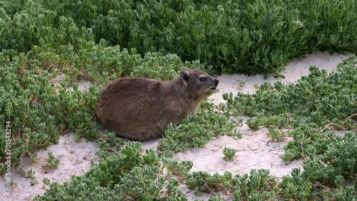 Rock hyrax on the beach among the vegetation, close up photo