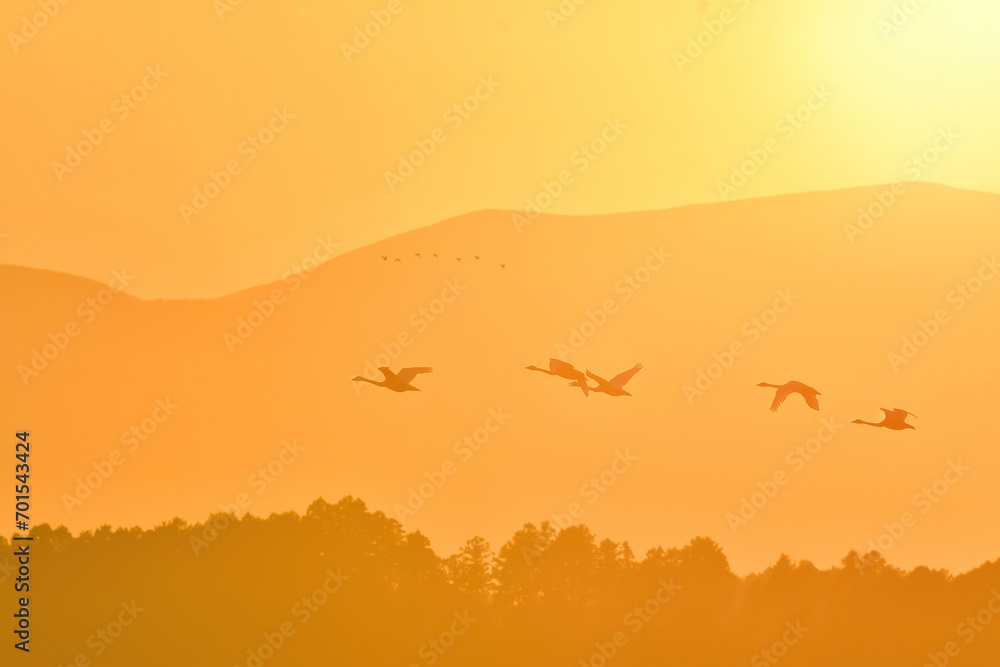 Naklejka premium 夕陽に赤く染まった空を飛ぶ北からの渡り鳥、ガンやハクチョウの群れ