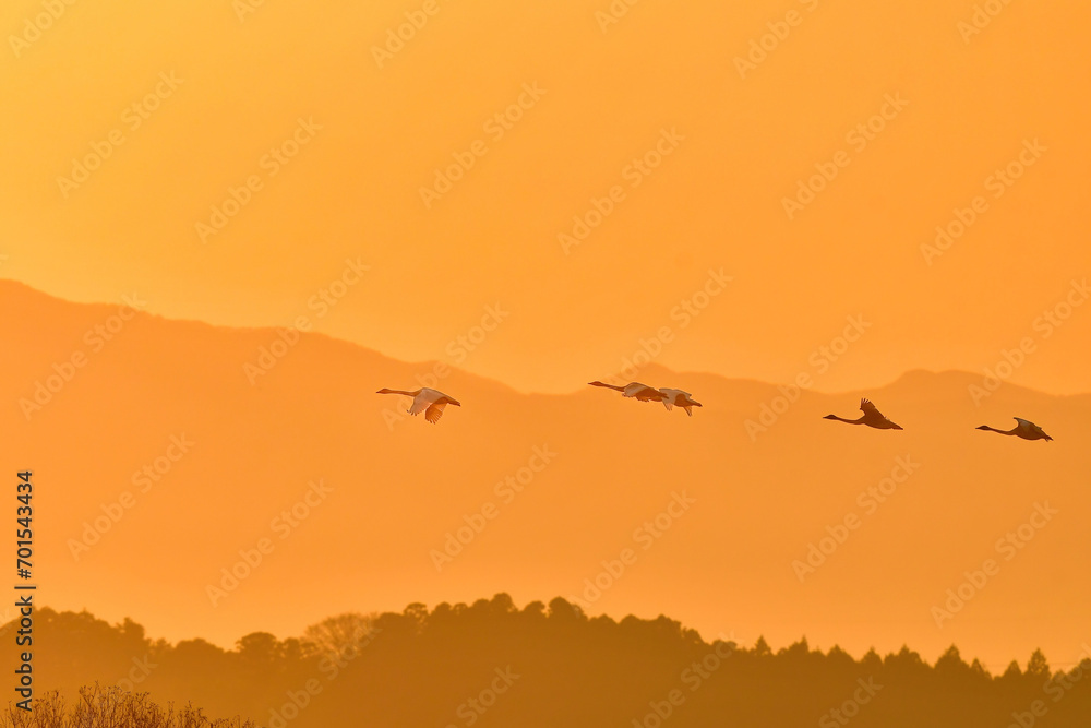 Naklejka premium 夕陽に赤く染まった空を飛ぶ北からの渡り鳥、ガンやハクチョウの群れ